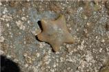 Starfish & Relatives